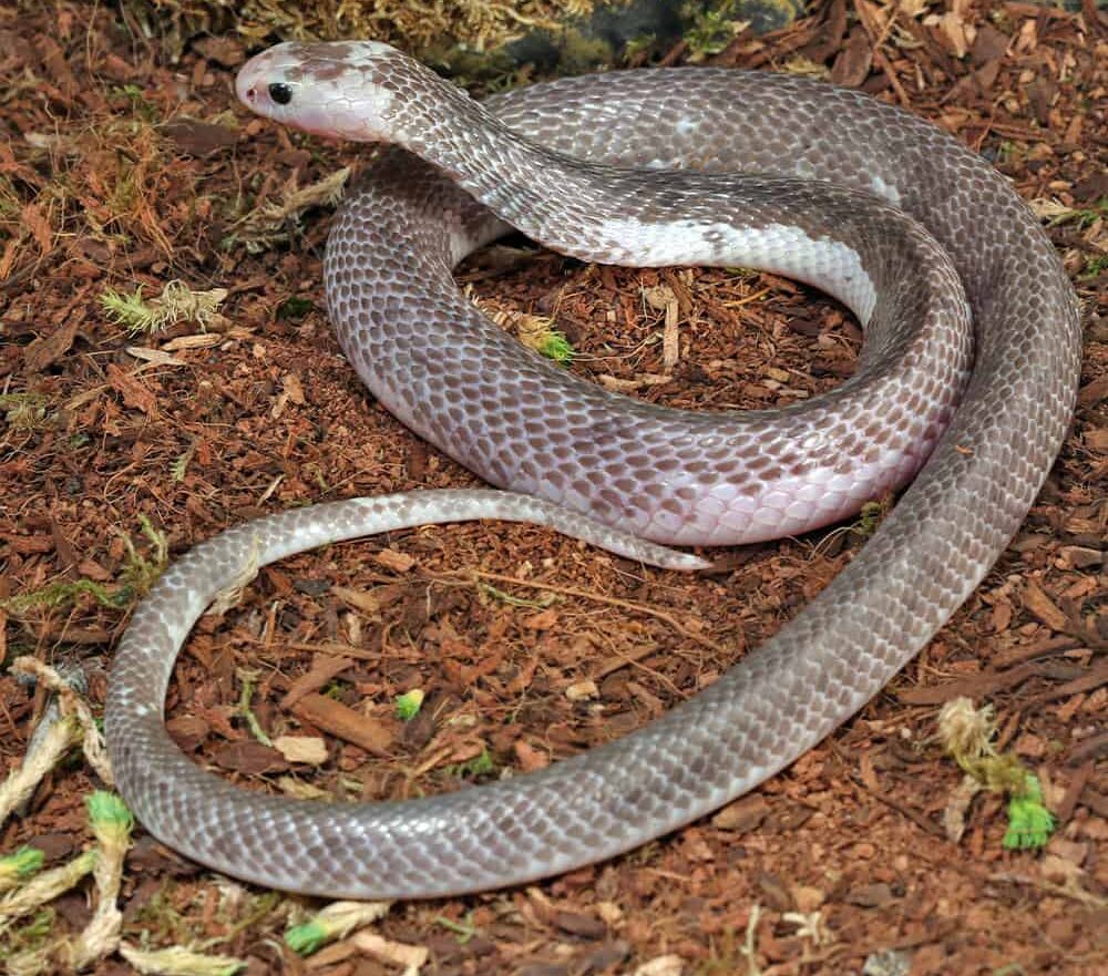 Pied Indonesian Spitting Cobra For Sale