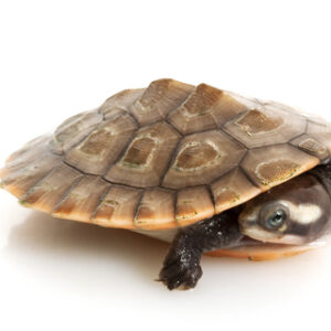 Pink Bellied Sideneck Turtle for Sale