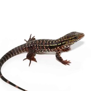 Pink Panther Tegu For Sale