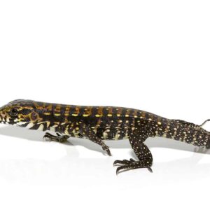 Porphura Tegu For Sale