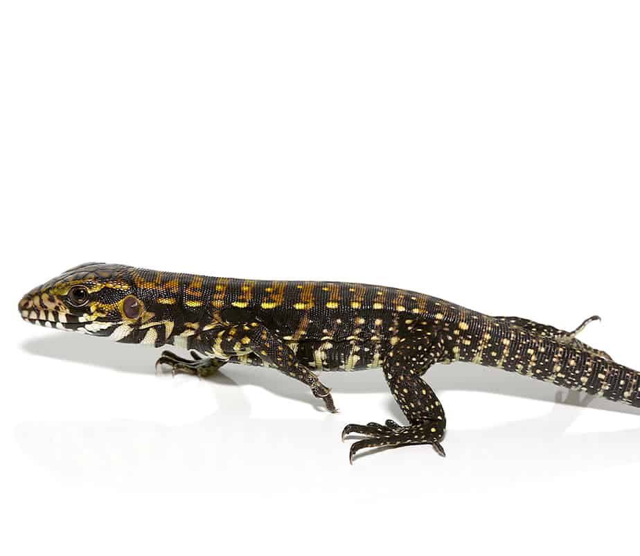 Porphura Tegu For Sale