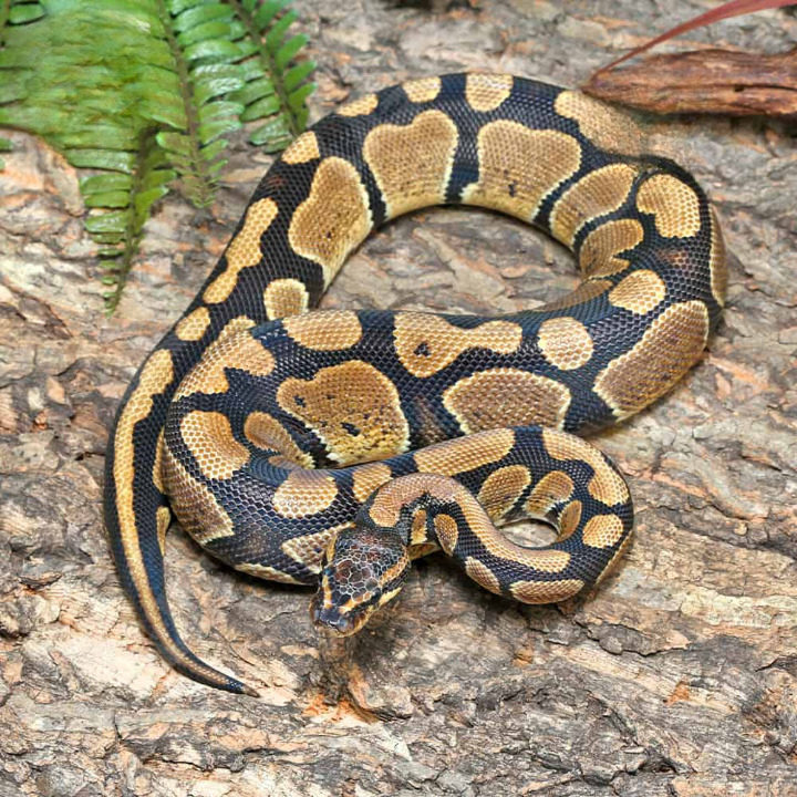 Pos Super Mandarin Ball Python for Sale