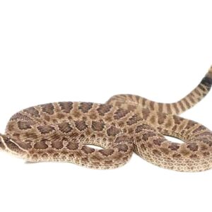 Prairie Rattlesnake For Sale