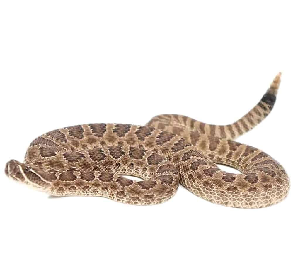 Prairie Rattlesnake For Sale
