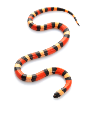 Pueblan Milk Snake for Sale