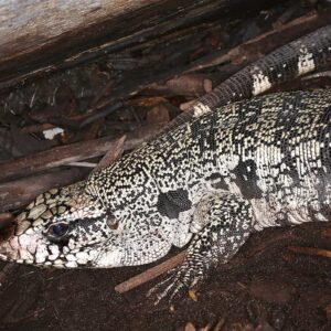 Purple Tegu For Sale