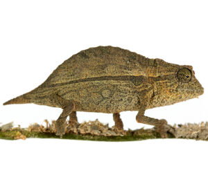 Domergue’s Leaf Chameleon for Sale