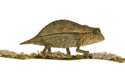 Domergue’s Leaf Chameleon for Sale