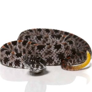 Pygmy Rattlesnake For Sale