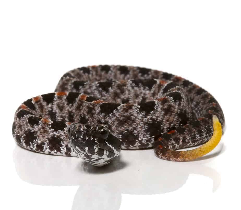Pygmy Rattlesnake For Sale