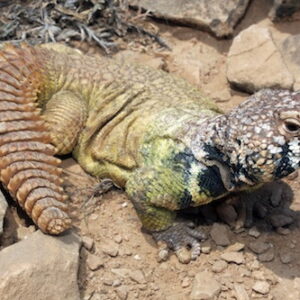 Rainbow Uromastyx for Sale