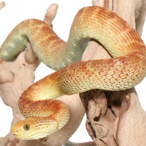 Red And Green Squamigera Bush Viper For Sale