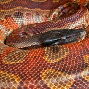 Bangka Blood Python for Sale