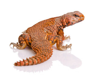 Red Uromastyx for Sale