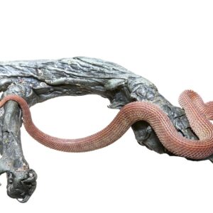 Red Patternless Squamigera Bush Viper For Sale