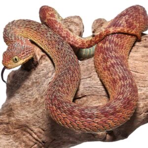 Red Squamigera Bush Viper For Sale