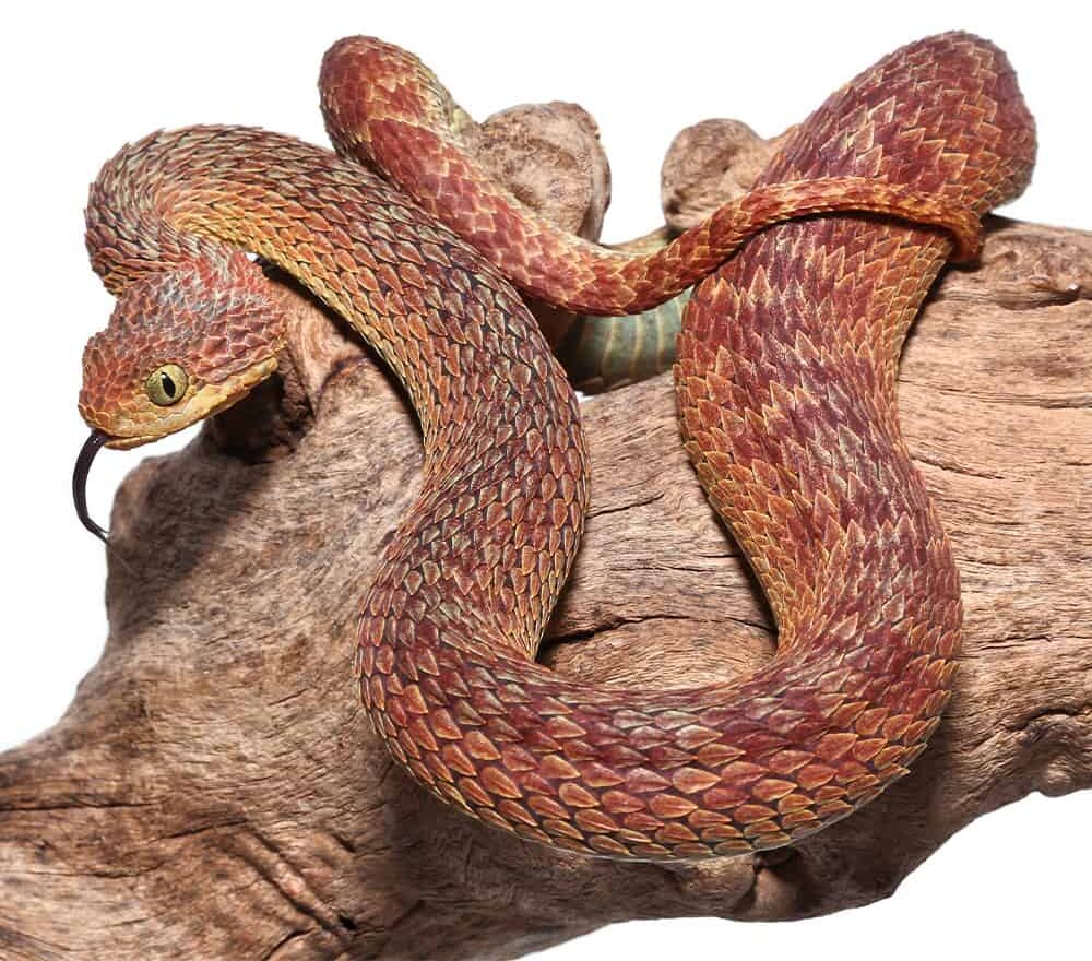 Red Squamigera Bush Viper For Sale