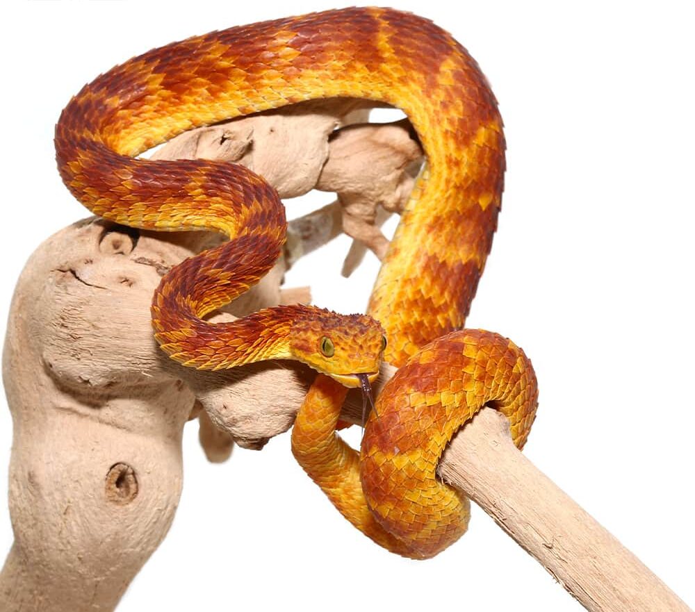 Red With Orange Stripes Squamigera Bush Viper For Sale