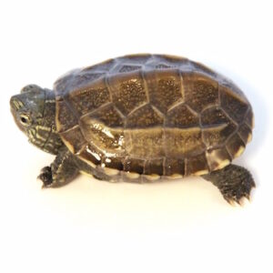 Reeves Turtle for Sale