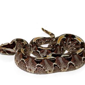 Rhino Viper For Sale