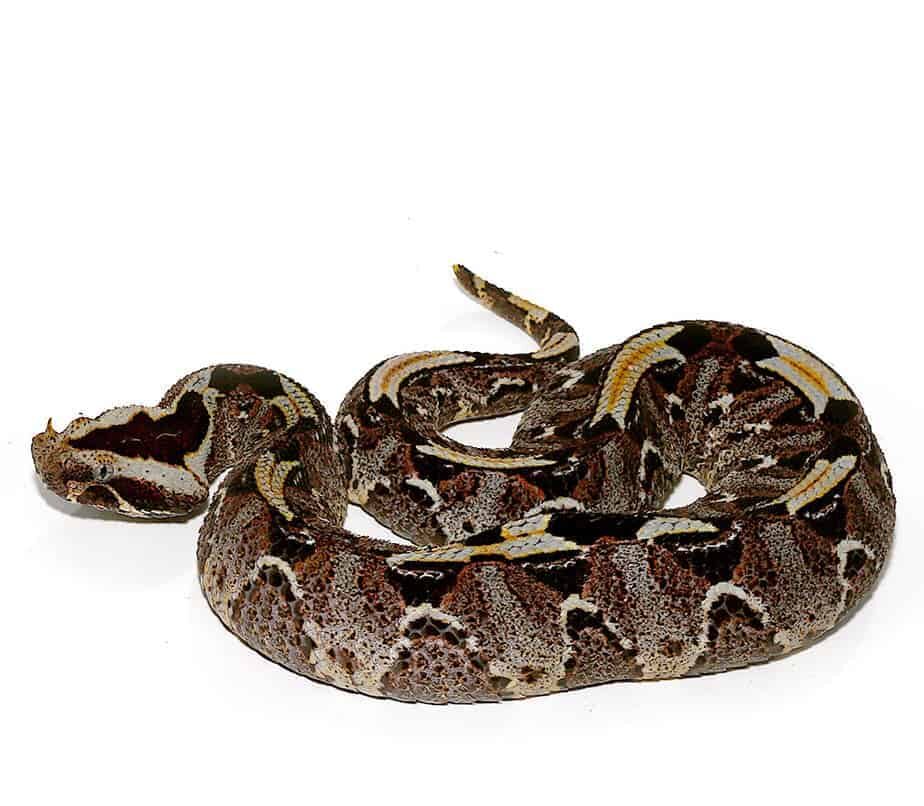 Rhino Viper For Sale