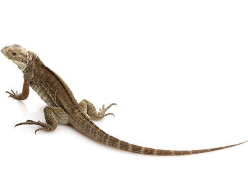 Rhinoceros Iguana for Sale