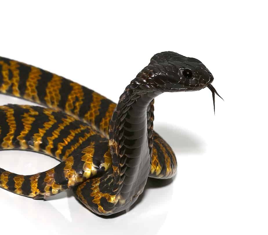 Rinkhals Spitting Cobra For Sale