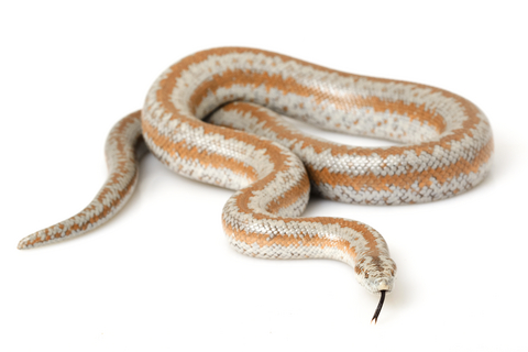 Rosy Boa for Sale