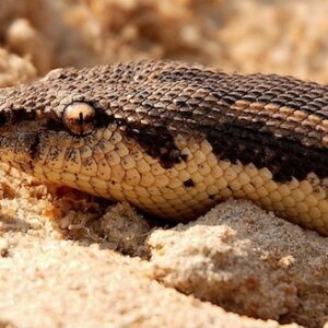 Rough Scaled Sand Boa for Sale