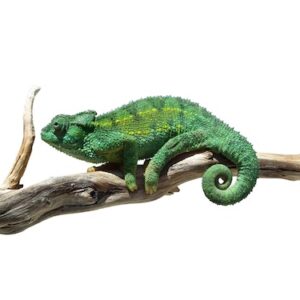 Rudis Chameleon for Sale