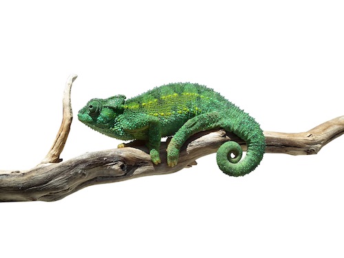 Rudis Chameleon for Sale
