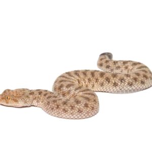 Saharan Sand Viper For Sale