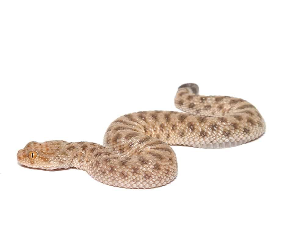 Saharan Sand Viper For Sale