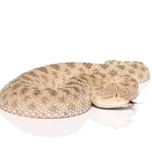 Saharan Sand Viper For Sale