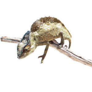 Sailfin Chameleon for Sale