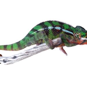 Sambava Panther Chameleon for Sale