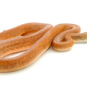 Savu Python for Sale