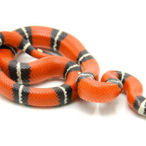 Sinaloan Milk Snake for Sale