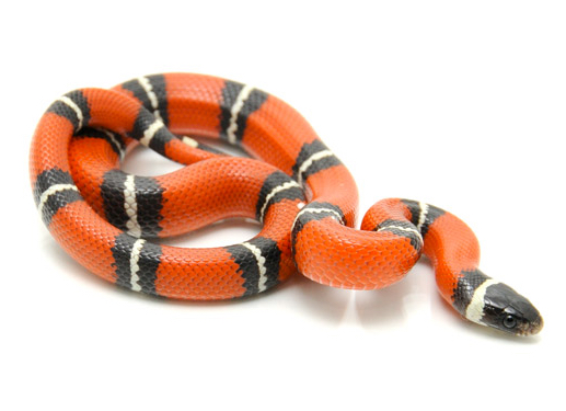 Sinaloan Milk Snake for Sale