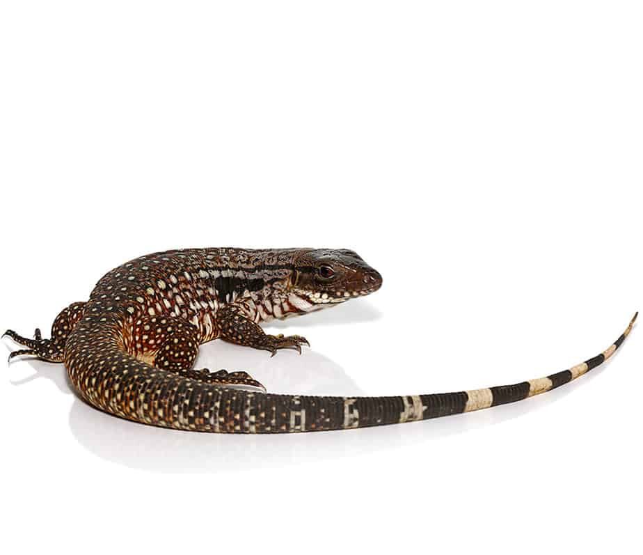 Snowmaker Tegu For Sale