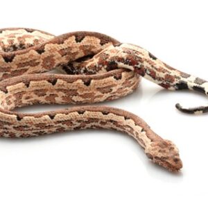 Solomon Island Ground Boa for Sale