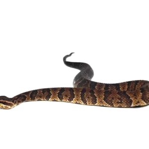 Southern Cotton Mouth For Sale