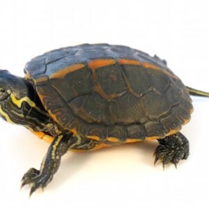 Southern Painted Turtle for Sale