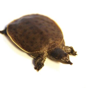 Spiny Softshell Turtle for Sale
