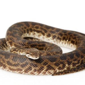 Spotted Python for Sale