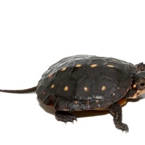 Spotted Turtle for Sale