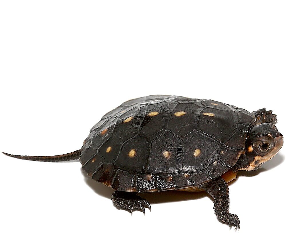 Spotted Turtle for Sale