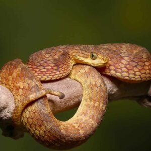 Squamigera Bush Viper For Sale