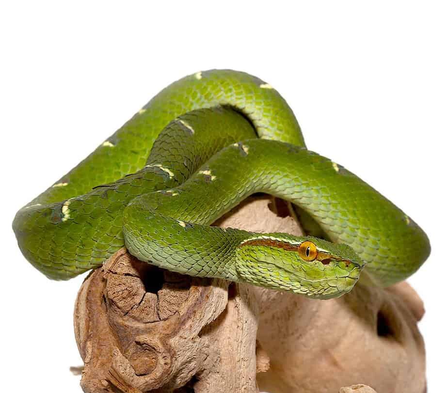 Sulawesi Wagler Viper For Sale