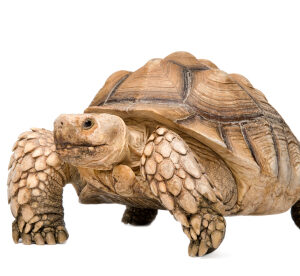 Sulcata Tortoise for Sale